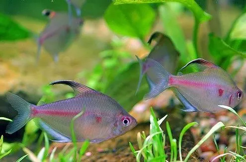 peces exoticos de agua dulce para pecera - | Peces de todas las ... peces exoticos de agua dulce para pecera - | Peces de todas las ...