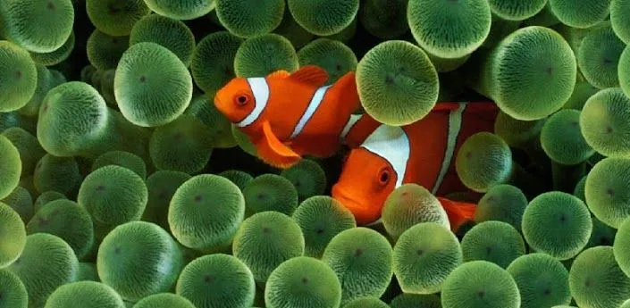 Los peces exóticos Live WP HD Aplicaciones Android