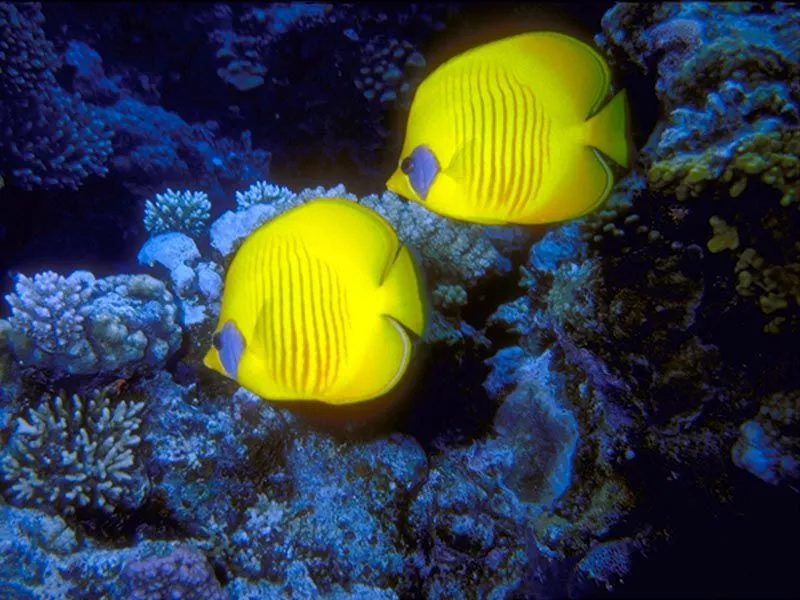 Estos son peces se llaman peces ángel son omnivoros comen de todo ... Estos son peces se llaman peces ángel son omnivoros comen de todo ...