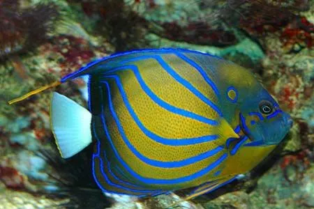 Peces del mar | Animalesfera