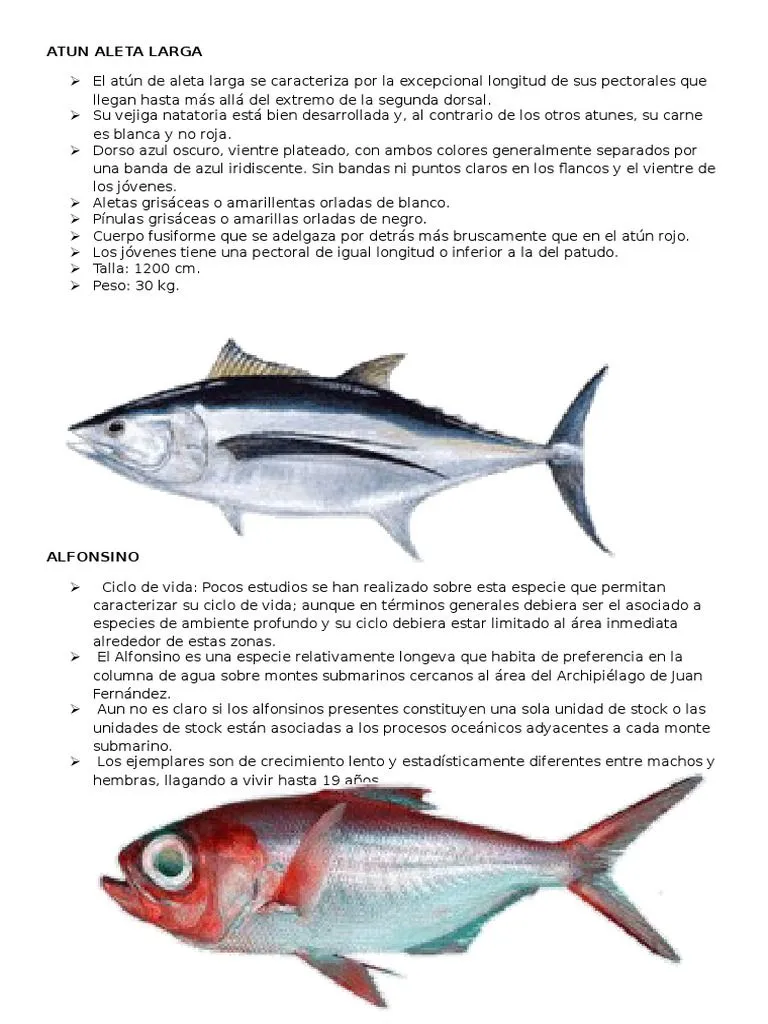 Peces Del Mar Peruano | PDF | Atún | Pescado Peces Del Mar Peruano | PDF | Atún | Pescado
