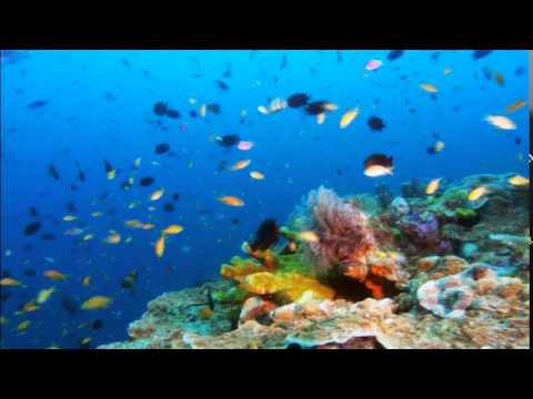 Peces en el mar salvaje - YouTube