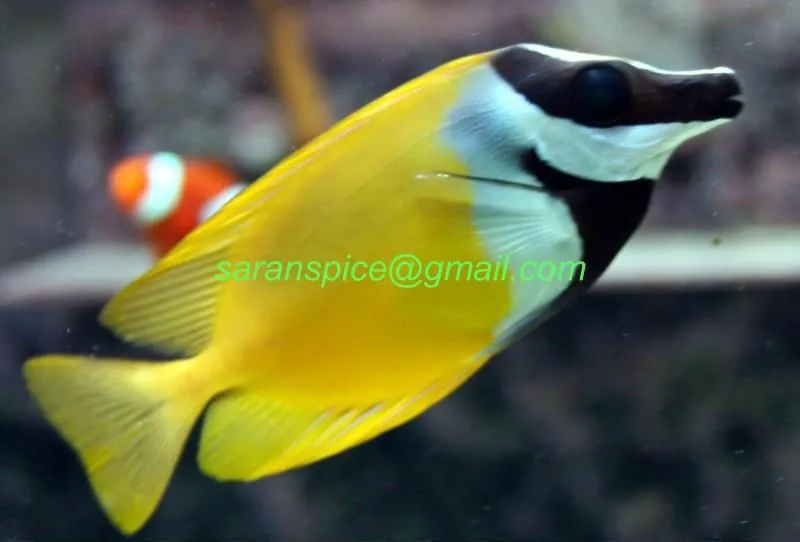 Peces marinos y todo configuraciones-Acuarios y accesorios ...