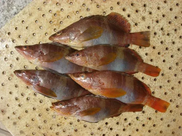 Serranus scriba (nombre científico) / Ictioterm.