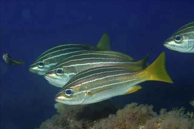 Peces en el mediterráneo. EFE/Archivo | Qué.es