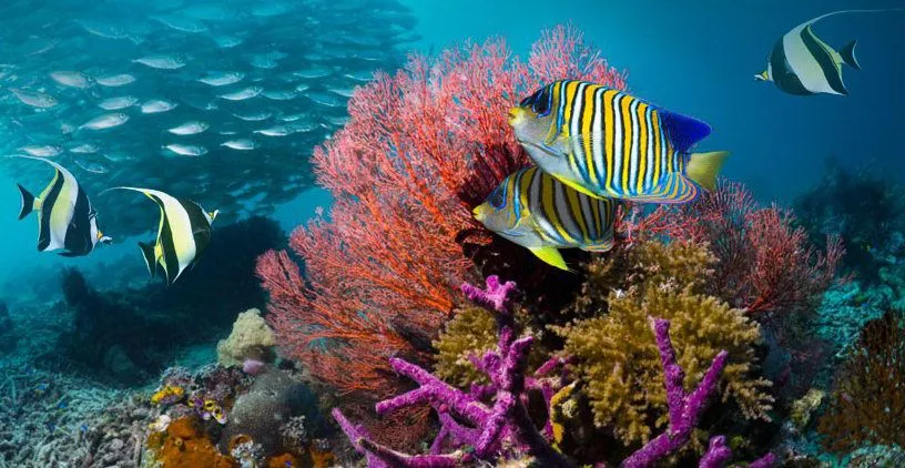 Peces oceano - Imagui
