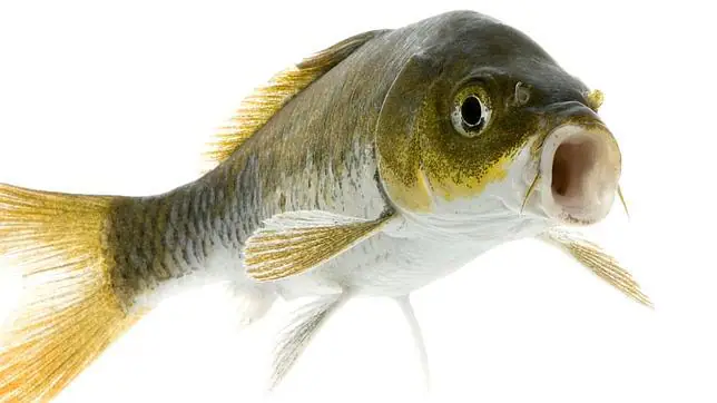 Por qué los peces tienen orificios nasales si no se puede oler en ...