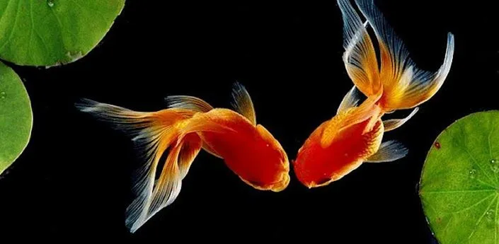 Peces de oro Live Wallpaper HD Aplicaciones Android Peces de oro Live Wallpaper HD Aplicaciones Android