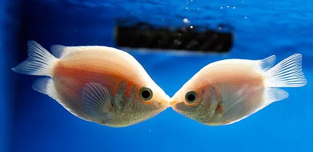 TRABAJOS IMPERIALES: 5 y 6 de abril - Imperio de Granjeros FarmTown