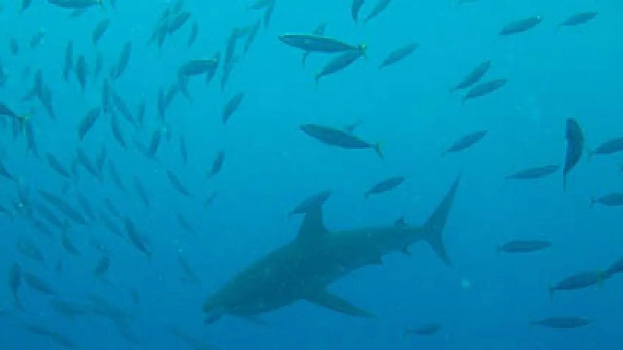 Cuáles son los peces más pescados en el mundo? | Revista Ingeniería Naval Cuáles son los peces más pescados en el mundo? | Revista Ingeniería Naval