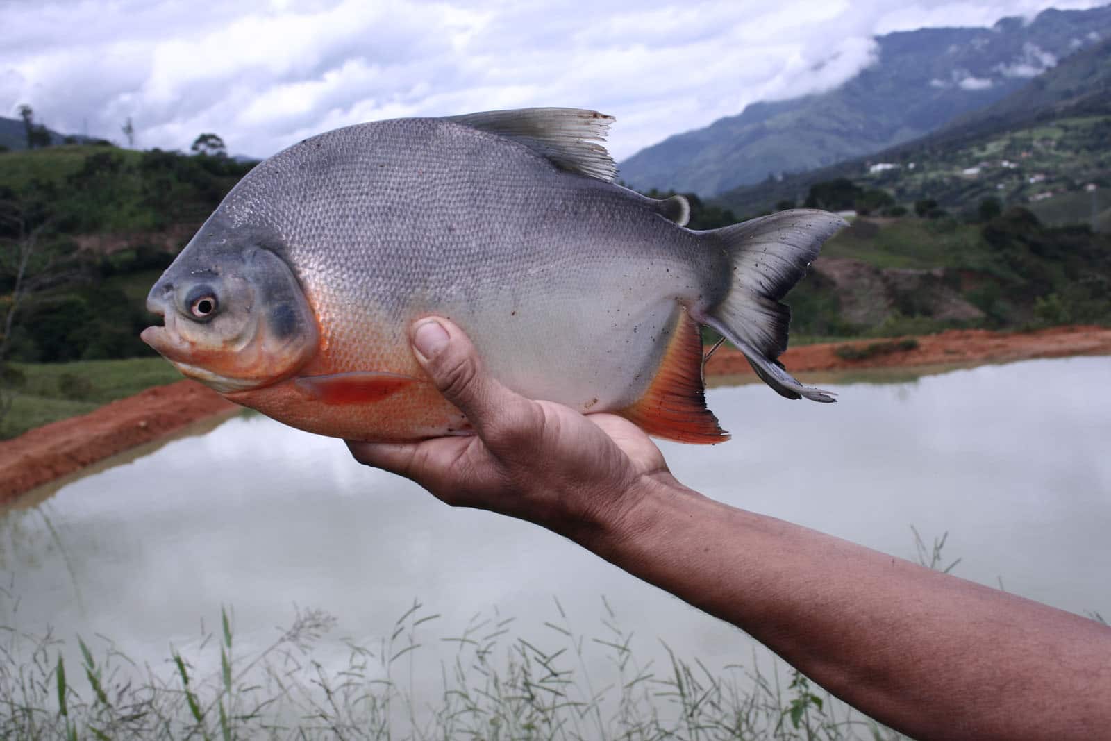 PECES DE RIO | 25 especies, características y clasificación PECES DE RIO | 25 especies, características y clasificación