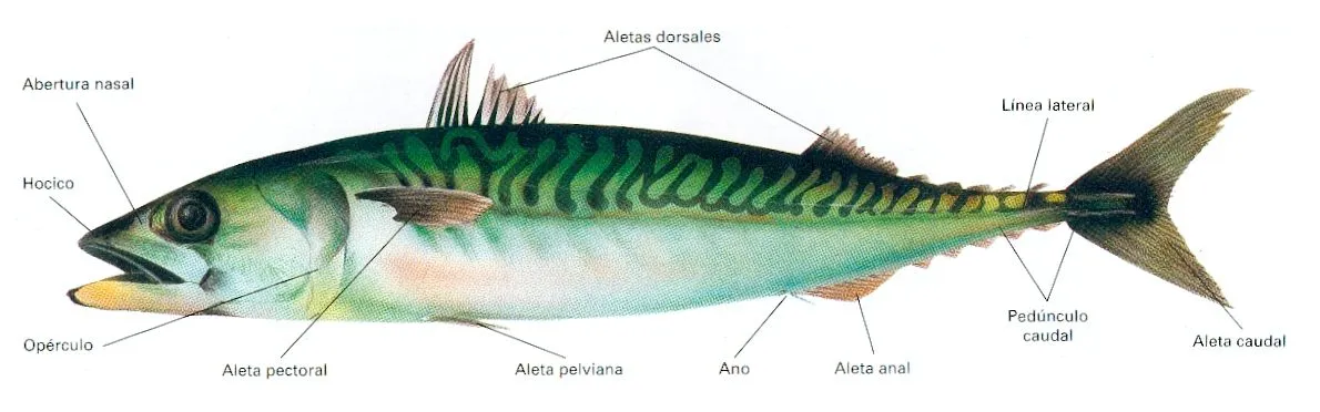 Z • Peces • “sus características” | EnciclopediA Animal 2