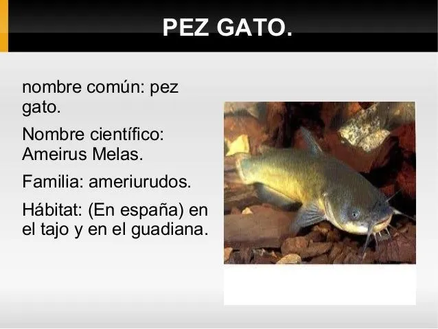 peces-y-anfibios-1-5-638.jpg? ...