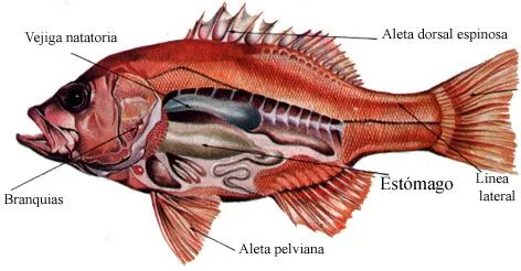 peces3.jpg