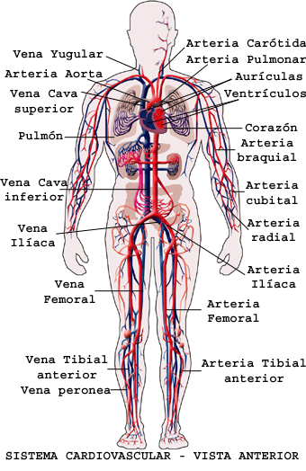 Pedagogia: Sistema circulatorio