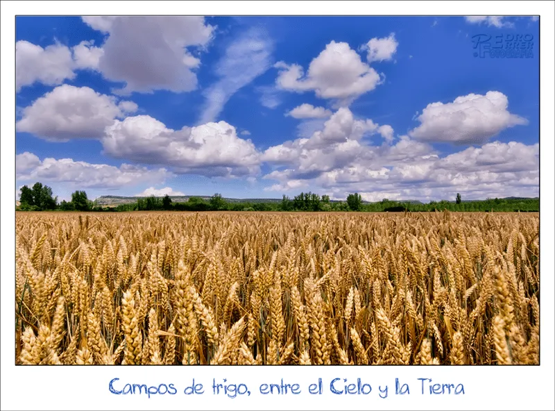 Pedro Ferrer FOTOGRAFIA: Campos de trigo, entre el Cielo y la Tierra.