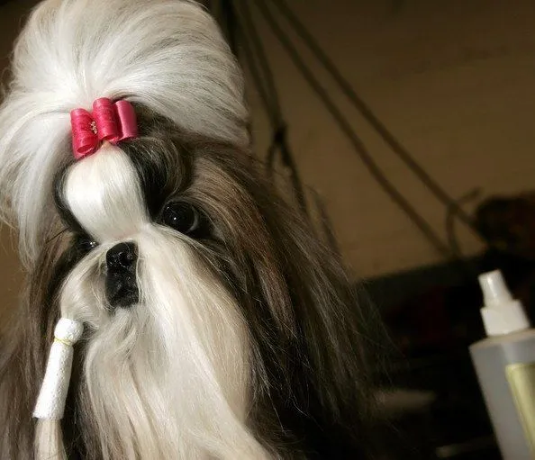 Peinados perros - Animales Mascotas, el blog de tus compañeros Peinados perros - Animales Mascotas, el blog de tus compañeros