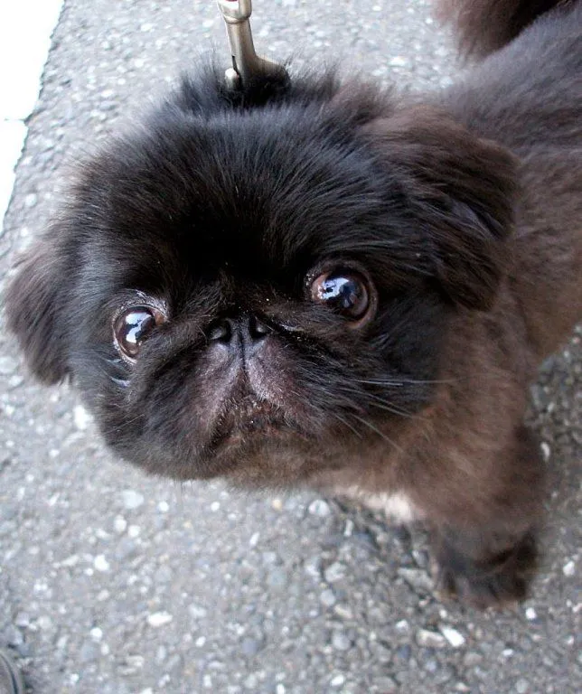 pekines | Cuidar de tu perro es facilisimo. pekines | Cuidar de tu perro es facilisimo.