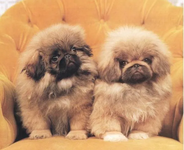 Pekinés de 1 mes | Mundo Perro