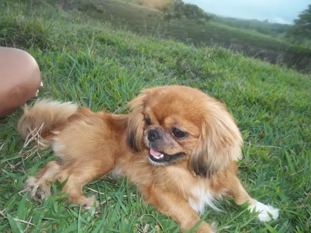 UN PEKINES EN TU VIDA | Pasa, Mira y Descubre… UN PEKINES EN TU VIDA | Pasa, Mira y Descubre…