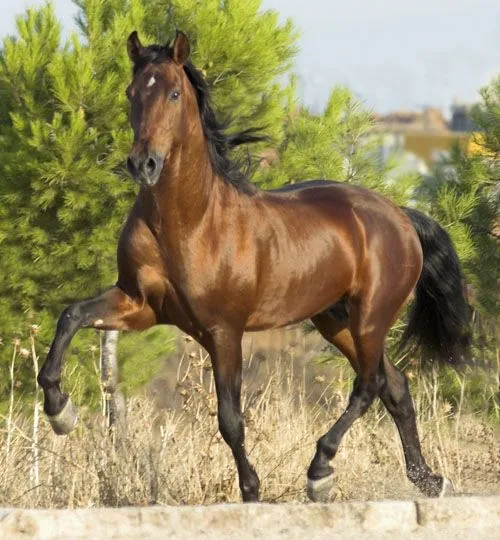 Pelajes de caballos [Fotos] - Taringa!