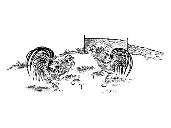 Pelea de gallos dibujo - Imagui