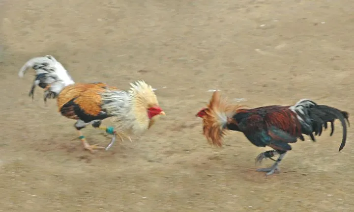 pelea de gallos - Taringa!