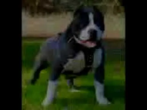 Pelea de perros, Pitbull vs rotwailer - YouTube Pelea de perros, Pitbull vs rotwailer - YouTube