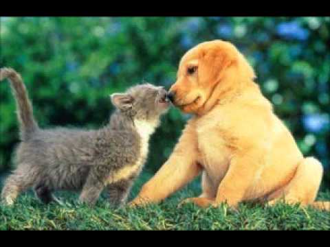 mi pelicula de perritos y gatitos .mireia - YouTube mi pelicula de perritos y gatitos .mireia - YouTube