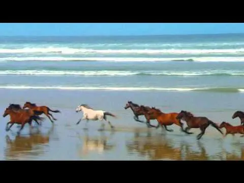Mis peliculas de caballos, aves e imagenes de animales. - YouTube Mis peliculas de caballos, aves e imagenes de animales. - YouTube