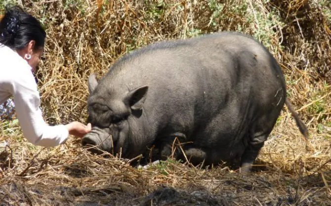 Peligro? Los cerdos vietnamitas abandonados como mascotas suponen ...