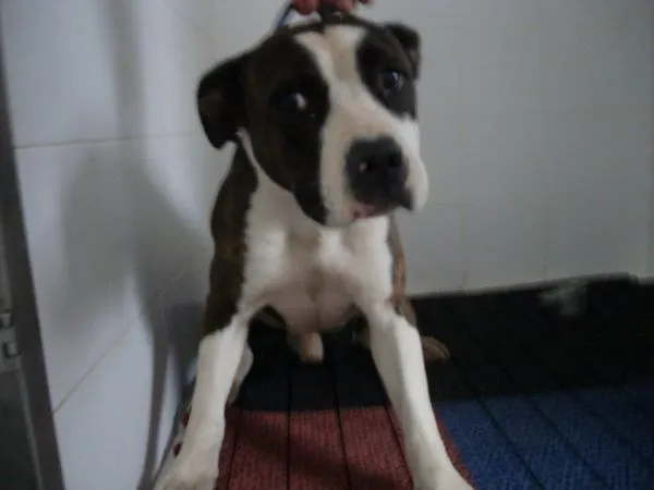 PELIGROSAMENTE DULCES !: URGENTE CACHORRO DE 5 MESES AMERICAN ... PELIGROSAMENTE DULCES !: URGENTE CACHORRO DE 5 MESES AMERICAN ...