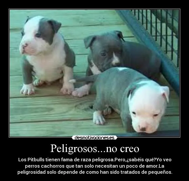 Imagenes de frases de perros pitbull - Imagui