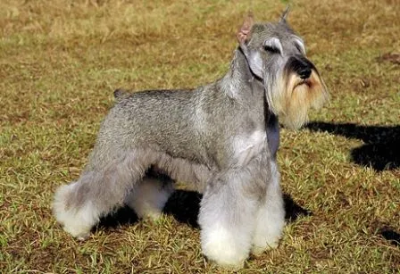 El pelo de un Schnauzer miniatura es rizado o liso? | PERROSPEDIA