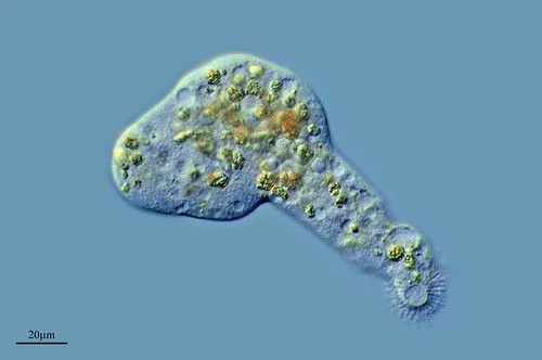 PELOMYXA, LA AMEBA DE LAS MIL CARAS ▷ | Flickr - Photo Sharing! PELOMYXA, LA AMEBA DE LAS MIL CARAS ▷ | Flickr - Photo Sharing!