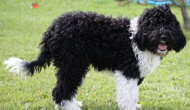 El peludo Barbet