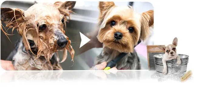 Peluquería canina y felina. Estética perros y gatos Fuengirola, Málaga Peluquería canina y felina. Estética perros y gatos Fuengirola, Málaga