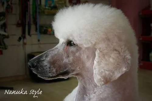 Peluquería Canina Nanuka Style: El Caniche. La Diva de las ...