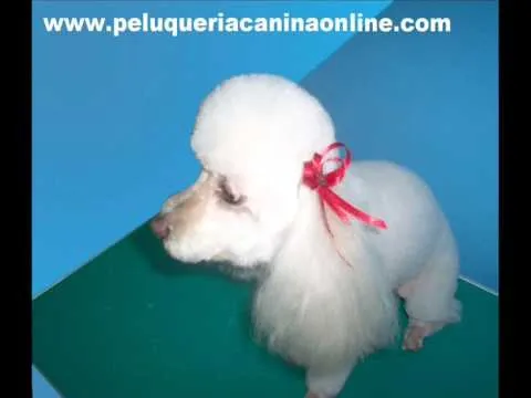 peluqueria canina perros poodle o caniche - YouTube