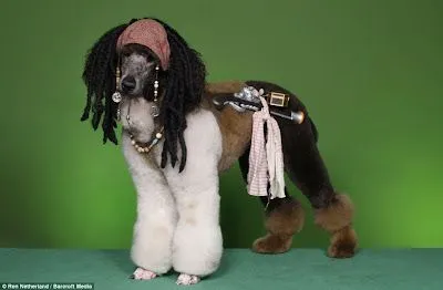 Cortes de pelo para perros french poodle machos - Imagui