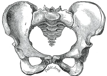 Pelvis para colorear - Imagui