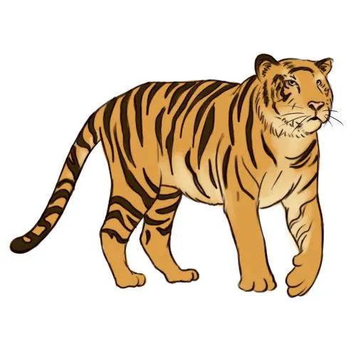 Tigre dibujo color - Imagui