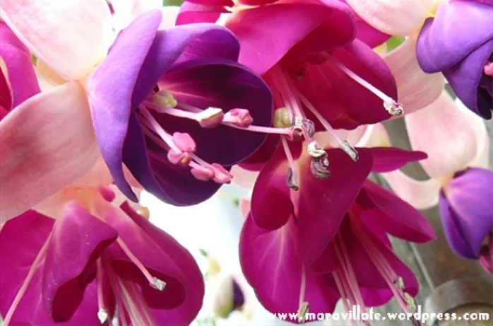 Pendientes de la reina rosas, fucsias y violetas | MARAVILLATE Pendientes de la reina rosas, fucsias y violetas | MARAVILLATE
