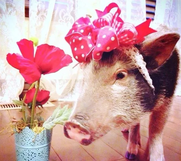 Penelope Popcorn, la puerquita más famosa de Instagram ... Penelope Popcorn, la puerquita más famosa de Instagram ...