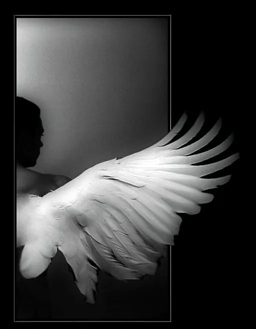 Pensamientos: Alas Blancas