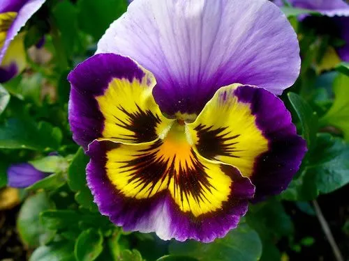 Pensamientos, bellas violetas - Jardineria