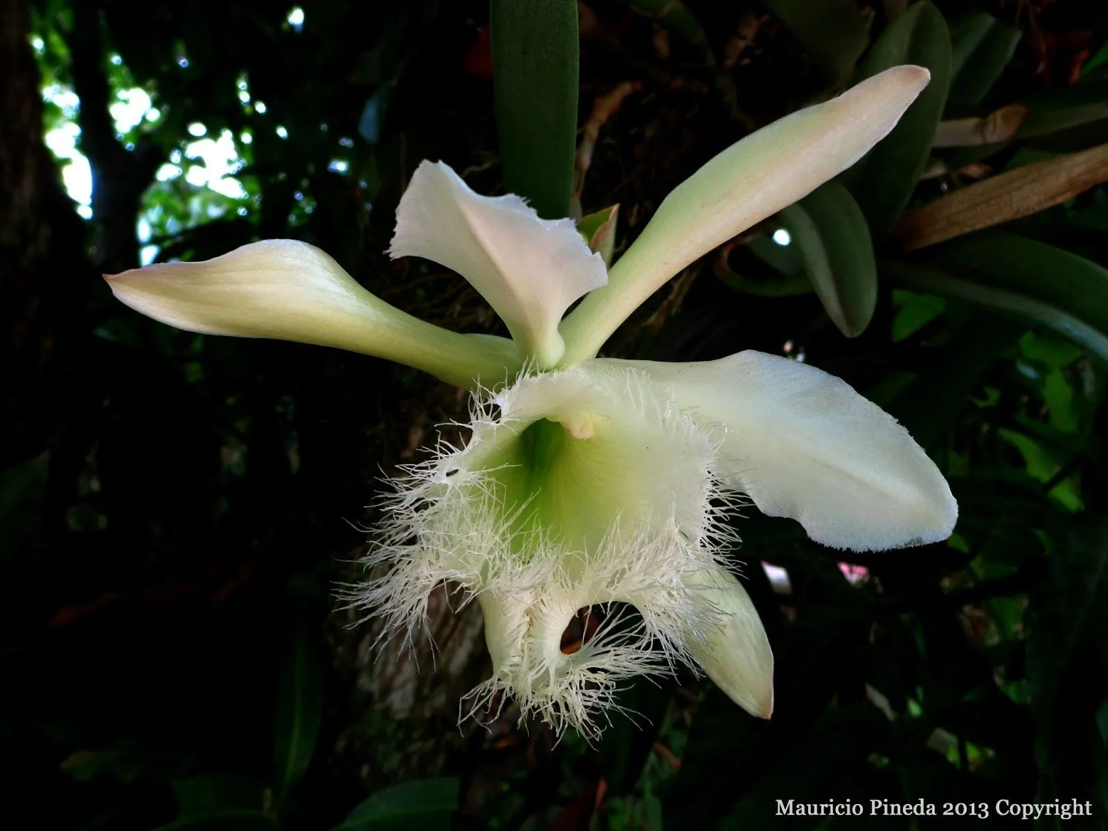 Pensamientos Maupinianos: Rhyncholaelia digbyana flor nacional de Honduras (antes Brasavola Digbyana) Pensamientos Maupinianos: Rhyncholaelia digbyana flor nacional de Honduras (antes Brasavola Digbyana)