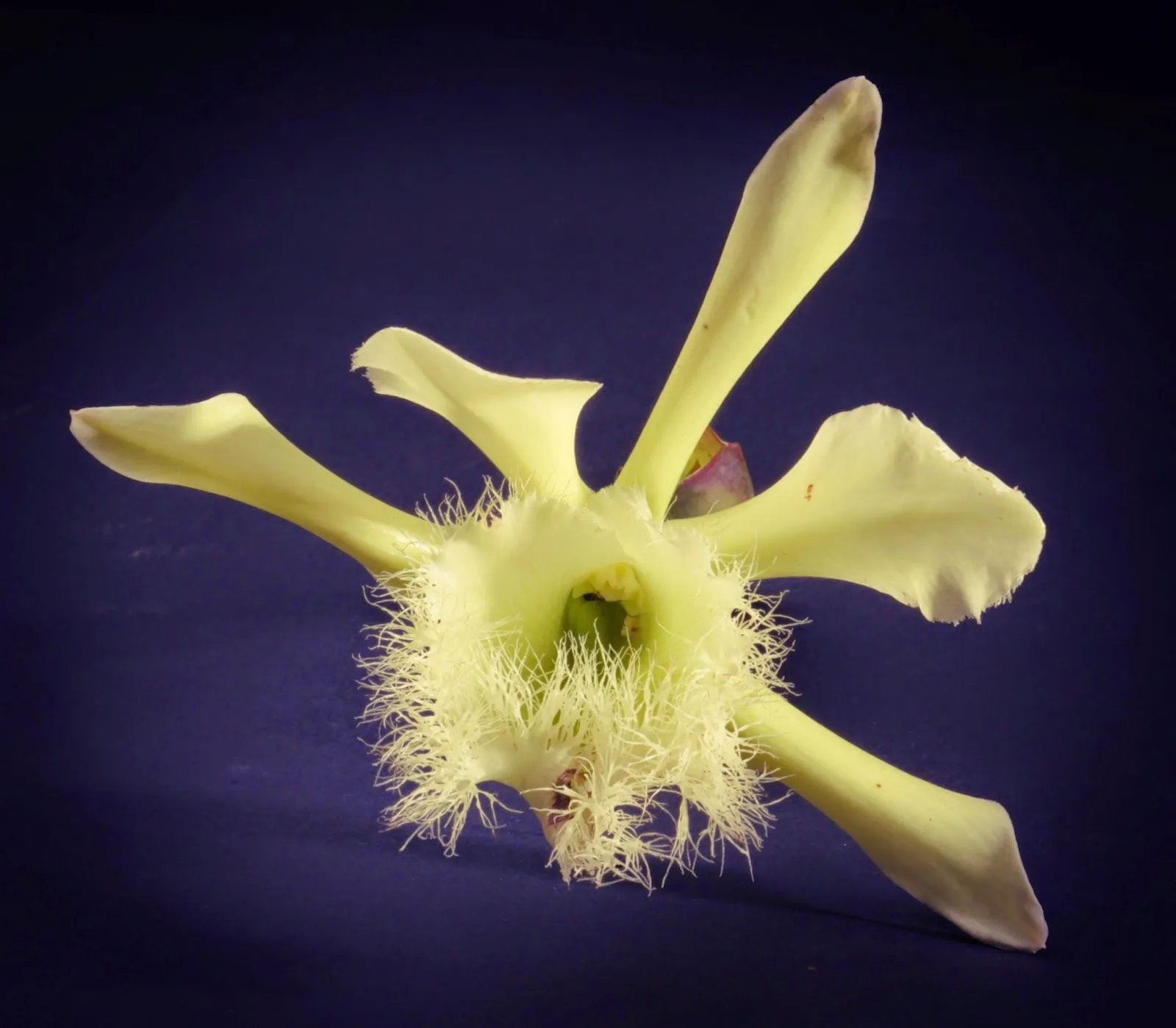 Pensamientos Maupinianos: Rhyncholaelia digbyana flor nacional de Honduras (antes Brasavola Digbyana) Pensamientos Maupinianos: Rhyncholaelia digbyana flor nacional de Honduras (antes Brasavola Digbyana)
