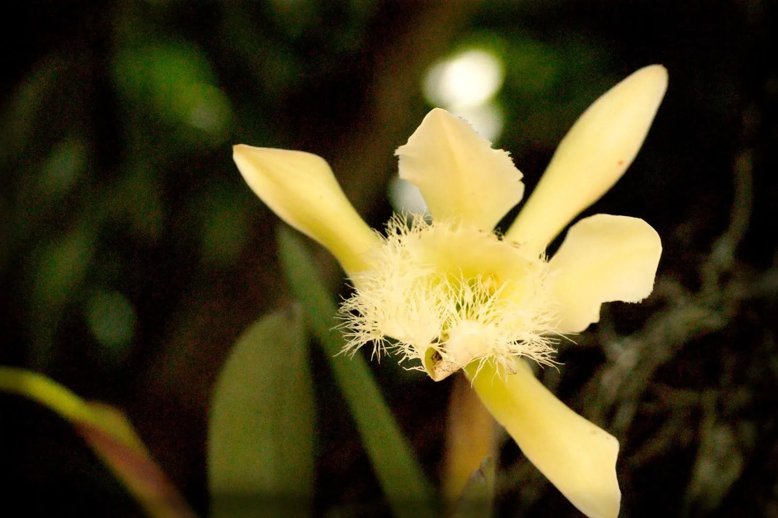 Pensamientos Maupinianos: Rhyncholaelia digbyana flor nacional de Honduras (antes Brasavola Digbyana) Pensamientos Maupinianos: Rhyncholaelia digbyana flor nacional de Honduras (antes Brasavola Digbyana)