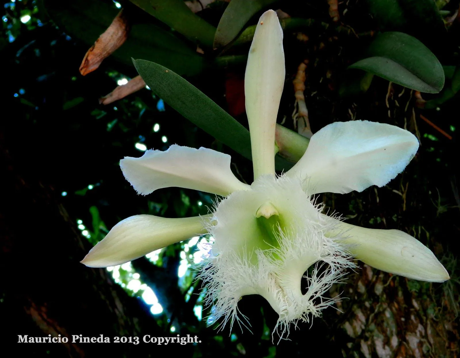 Pensamientos Maupinianos: Rhyncholaelia digbyana flor nacional de Honduras (antes Brasavola Digbyana) Pensamientos Maupinianos: Rhyncholaelia digbyana flor nacional de Honduras (antes Brasavola Digbyana)